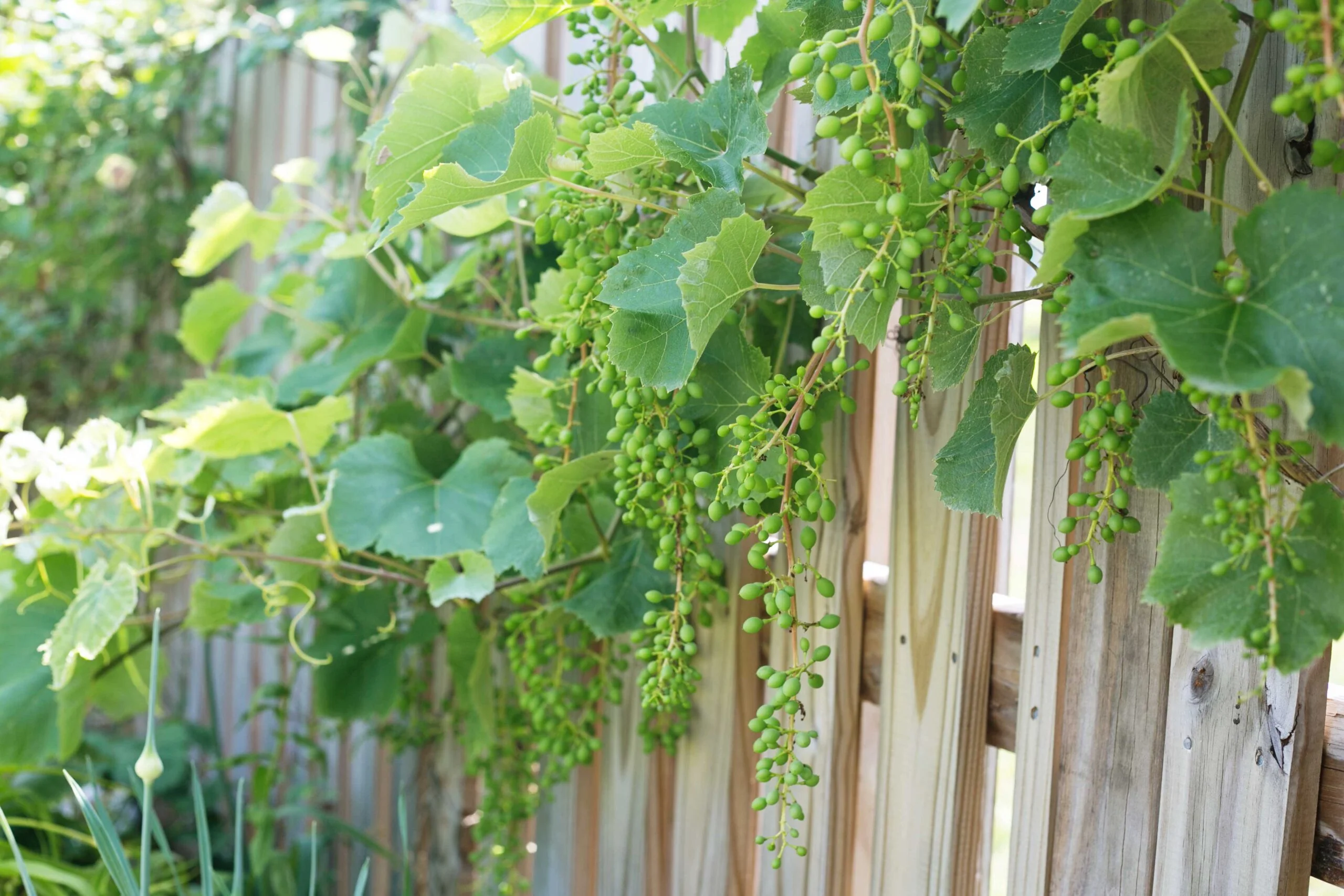 Why Is My Grape Vine Not Producing Grapes GreenThumbsGuide
