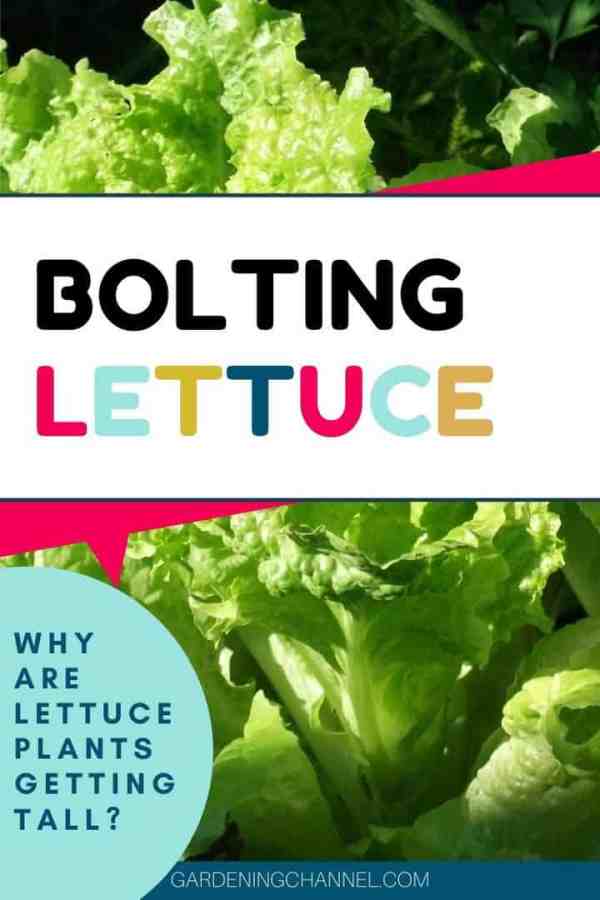 Why is My Lettuce Growing Tall? Why is My Lettuce Growing Tall?