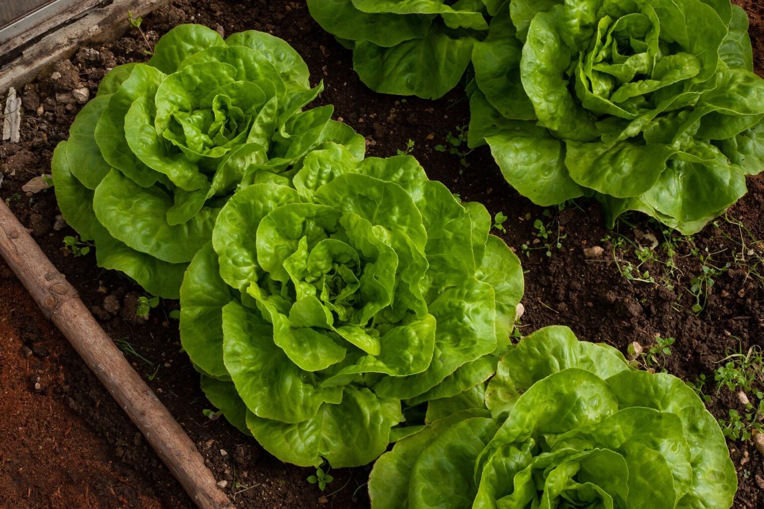 Why is My Lettuce Growing Tall? GreenThumbsGuide