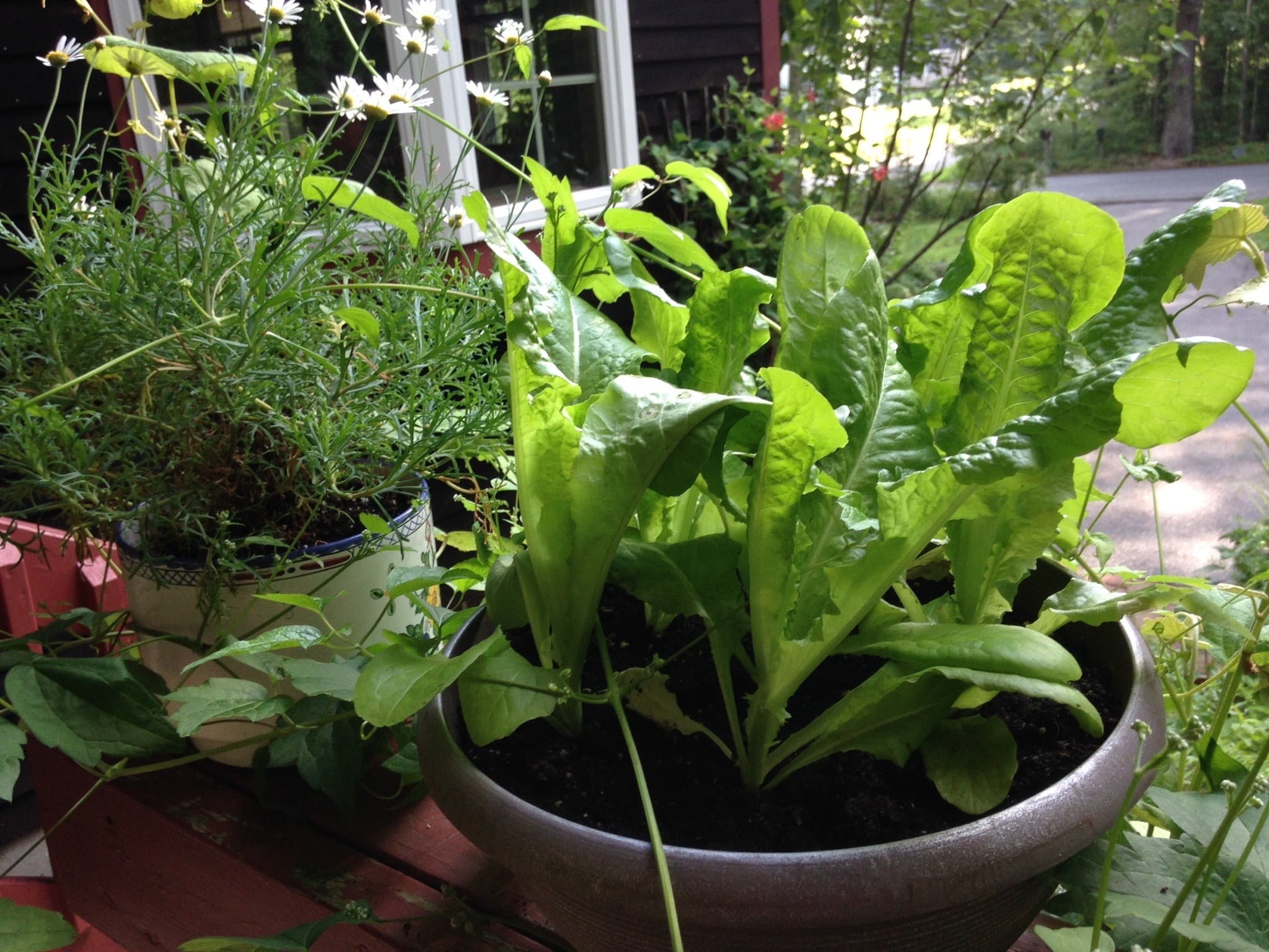 Why is My Lettuce Growing Tall? Why is My Lettuce Growing Tall?