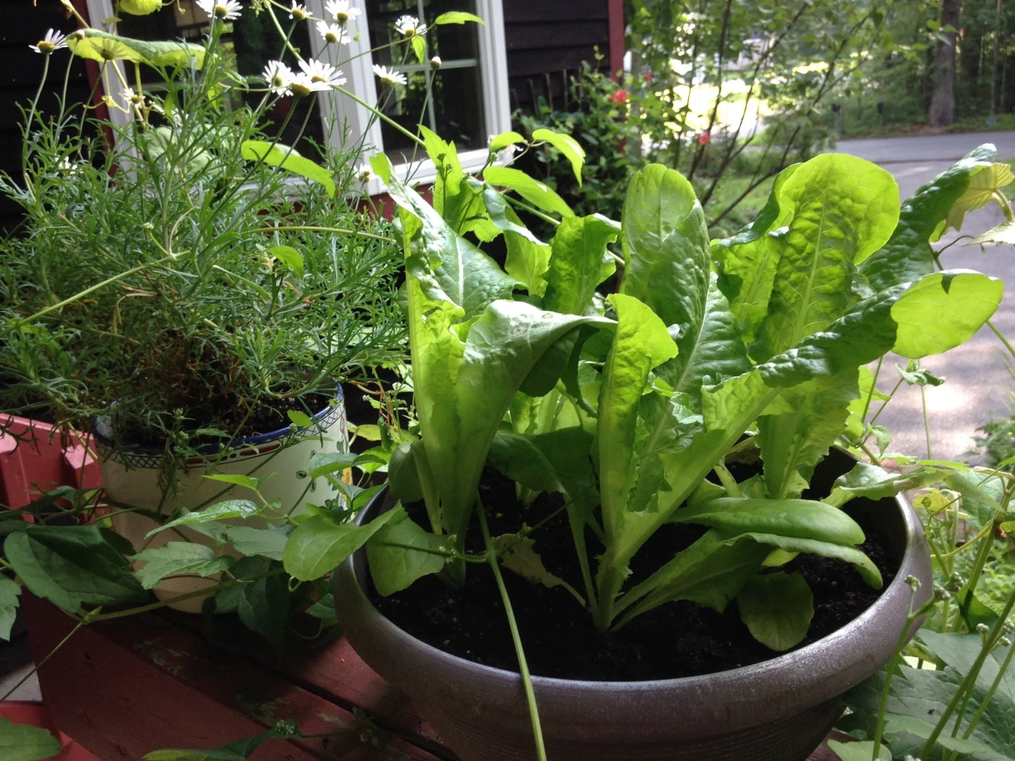 Why is My Lettuce Growing Tall?