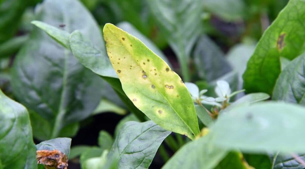 Why is my spinach turning yellow? Why is my spinach turning yellow?