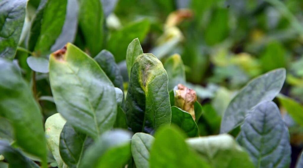 Why is my spinach turning yellow? Why is my spinach turning yellow?