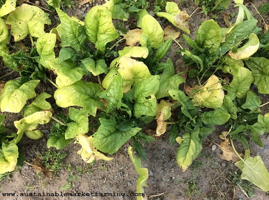 Why is my spinach turning yellow? Why is my spinach turning yellow?