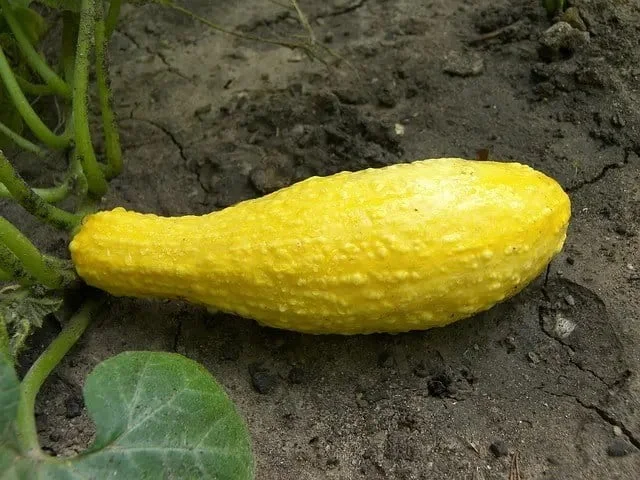 Why is my yellow squash bumpy?