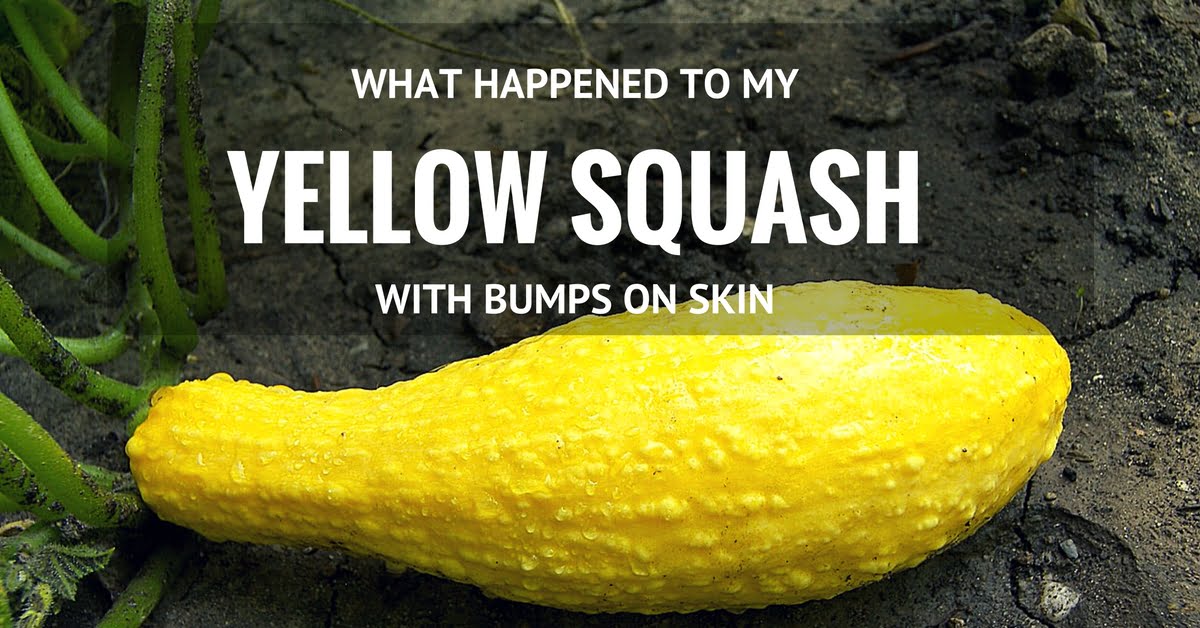 Why is my yellow squash bumpy? Why is my yellow squash bumpy?