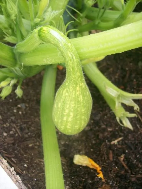 Why is my yellow squash turning green?