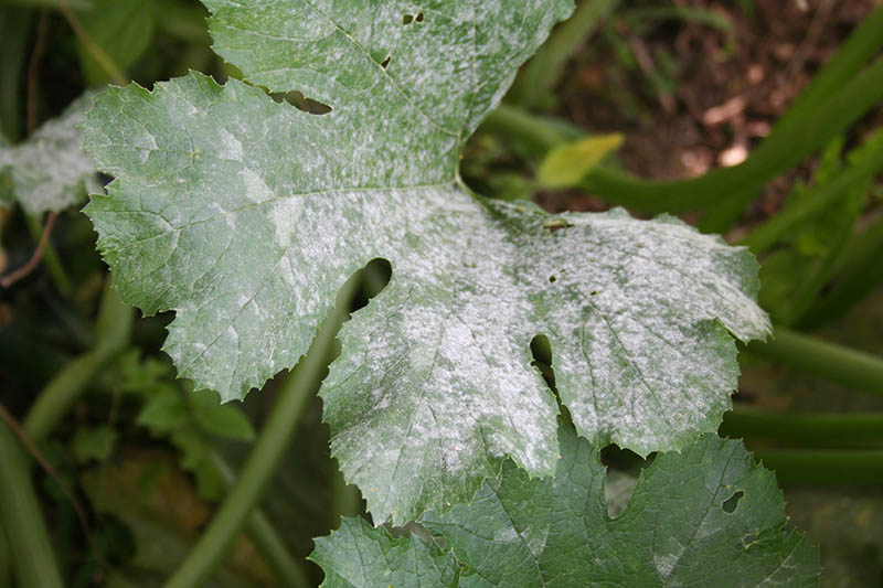 Why is my zucchini turning white? Why is my zucchini turning white?