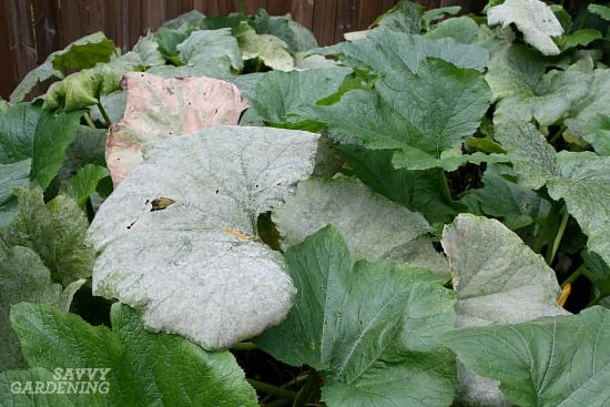 Why is my zucchini turning white?