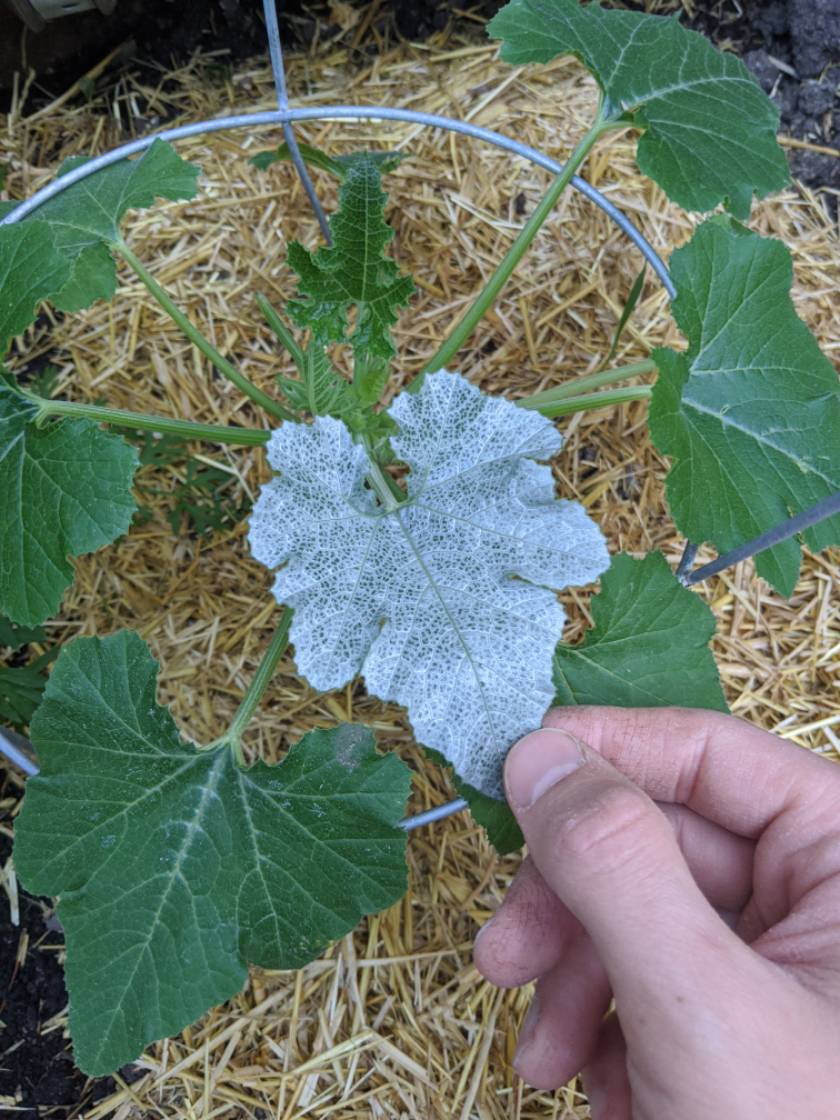 Why is my zucchini turning white? Why is my zucchini turning white?