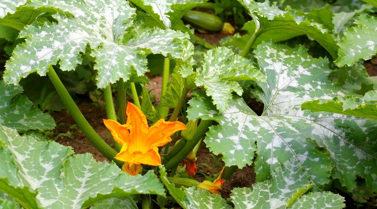 Why is my zucchini turning white? Why is my zucchini turning white?
