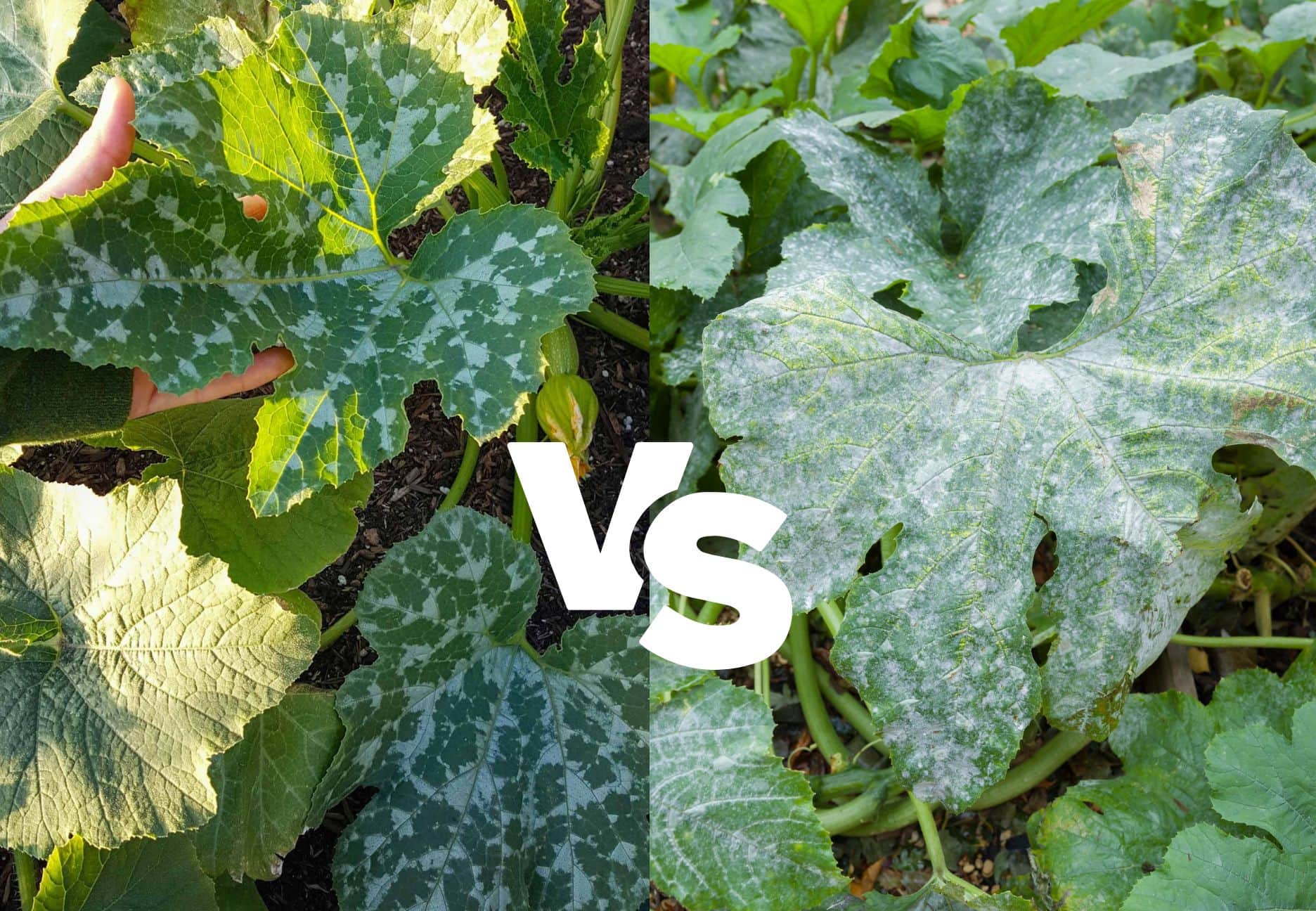 Why is my zucchini turning white? Why is my zucchini turning white?