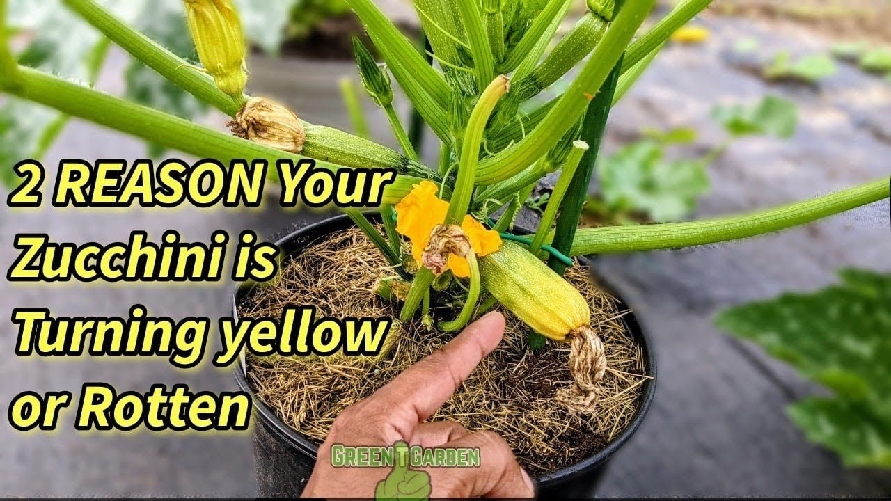 Why is my zucchini turning yellow? GreenThumbsGuide