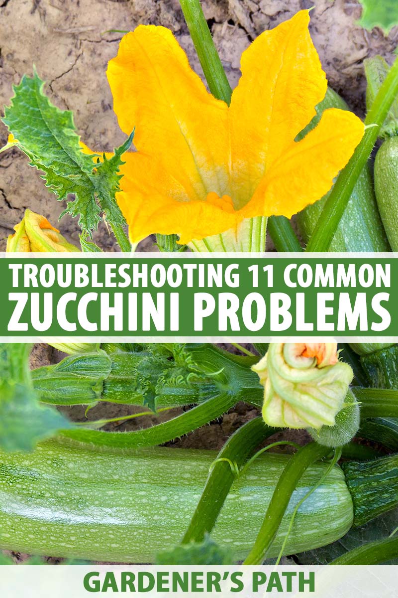 Why isnt my zucchini plant producing? Why isnt my zucchini plant producing?