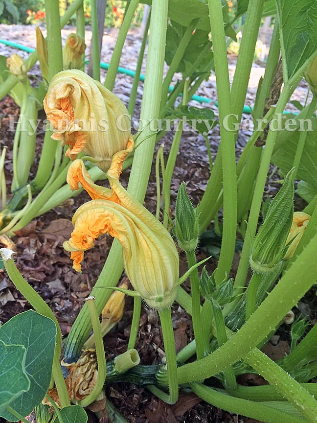 Why isnt my zucchini plant producing?